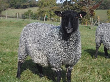 A sheep with curly wool and a black face standing in a grassy field with a fence in the background