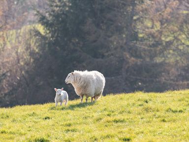 A sheep and a lamb standing on a grassy hill with trees in the background at Haka Lodge in Devil's Bridge