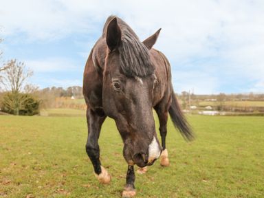 A horse standing on a grassy field with trees and hills in the background at Upham View in Woodbury