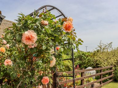 Peach roses growing on a bush near a black metal garden arch and wooden fence in a garden at Pheasant Cottage in Minster Lovell