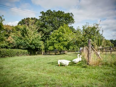 A grassy field with white geese near a wooden fence and trees at Little Barn in Ascott near Chipping Norton
