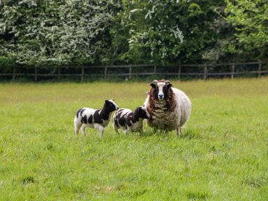 A sheep and two lambs standing on grass in a field with a wooden fence and trees in the background at Hazel Manor Wing in Painswick