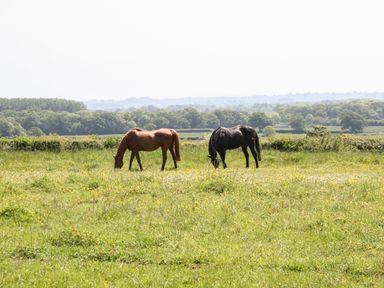 A grassy field with two horses grazing and trees in the background at Ewecub Barn in Burford