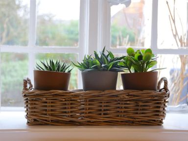 Three potted plants in a wicker basket on a windowsill at One Masons Court in Stratford upon Avon