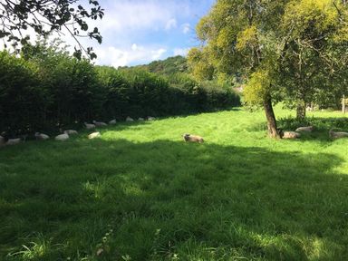 A field with green grass and sheep lying down under trees and near hedges at The Piggery in Lydney