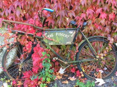 An old bicycle covered in red and green ivy leaves with red foliage in the background at The Piggery in Lydney