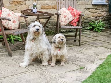 Two dogs sitting on a stone patio next to wooden chairs with cushions and a small table with bottles and glasses at Hadcroft Cottage in Aston Magna