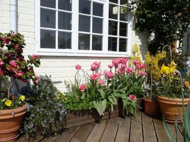 A garden with pink tulips and potted plants outside a window at The Mews Cottage in Tisbury