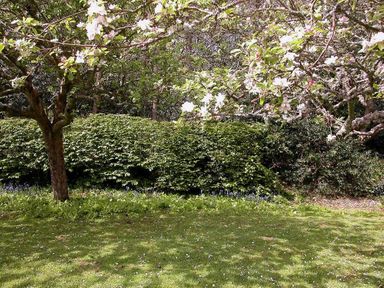 A garden with a blossoming tree a hedge and grass at Gun Hill Cottage in Heathfield