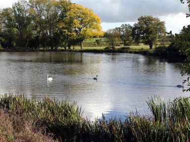 A pond with three swans swimming surrounded by trees and vegetation at The Old Dairy in Flaxley