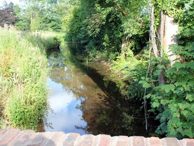 A narrow stream surrounded by dense green vegetation and trees at The Old Dairy in Flaxley