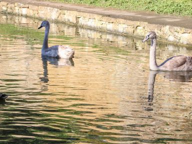 Two swans swimming in a pond near a stone wall with grass at Spring Cottage in Wroxton