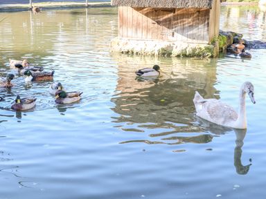 A pond with ducks and a swan swimming near a wooden structure at Spring Cottage in Wroxton