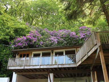 A wooden balcony with railings in front of windows with trees and purple flowers behind at Treetops in Woody Bay