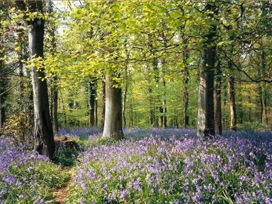 A forest with trees and a ground covered with purple flowers at The Old Mill in Flaxley