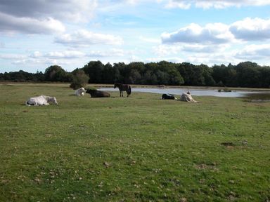 Horses lying and standing on a grassy field near a body of water with trees in the background at Pops Barn in Downton