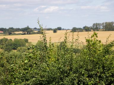 A rural landscape with tall green shrubs in the foreground and fields with trees in the background at Henmarsh Cottage in Moreton-In-Marsh