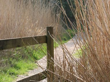 A gravel path with wooden fence posts and dry tall grasses on a sunny day