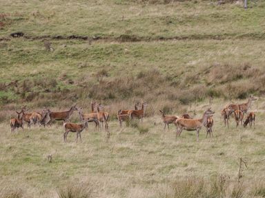 A group of deer standing and grazing on a grassy hillside at Burnside Lodge in Aberfeldy