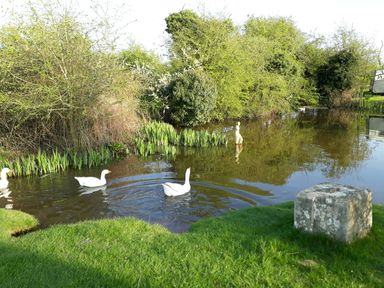 A pond with three white geese swimming near green plants and trees at Jackdaw's Roost in Cheltenham