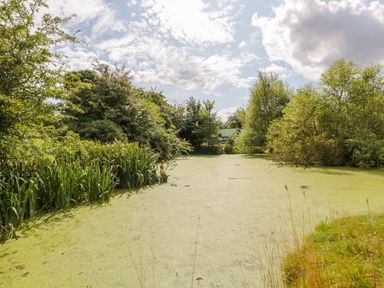A pond covered with green algae surrounded by trees and plants at Jackdaw's Roost in Cheltenham
