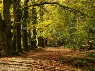 A pathway lined with trees and fallen leaves in a forest