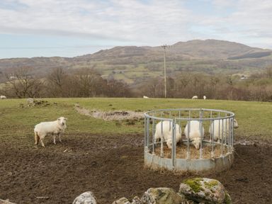 A field with sheep grazing near a metal feeder and hills in the background at Brithgwm Canol in Brithdir near Dolgellau