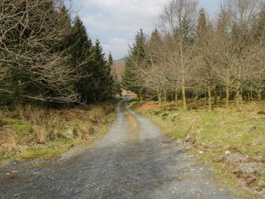 A gravel road through a forested area with trees on both sides at Brithgwm Canol in Brithdir near Dolgellau