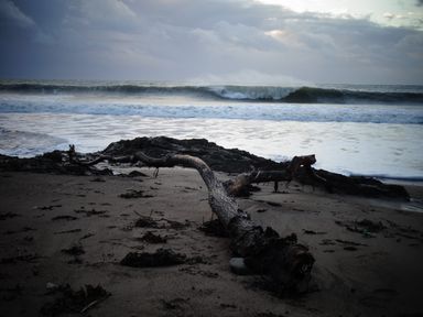 A sandy beach with a large piece of driftwood and waves in the ocean under a cloudy sky at The Sandcastle in Freshwater East