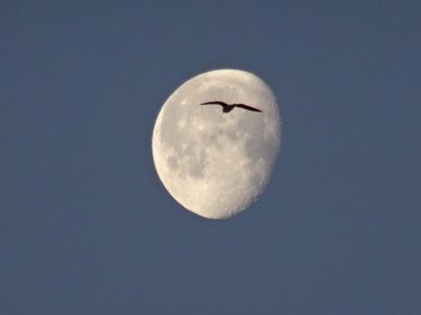 A bird flying in front of the moon in the sky