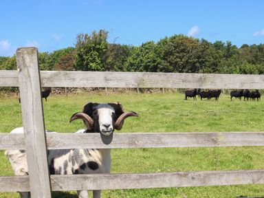 A sheep with curved horns standing behind a wooden fence in a green field with other sheep and trees in the background at Sunbury Barn in St Agnes