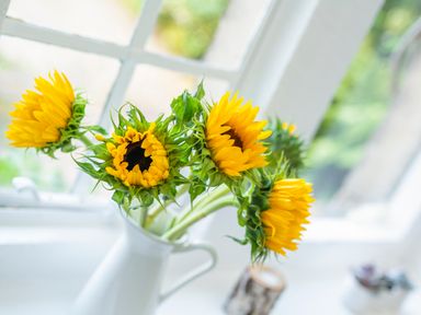 Yellow sunflowers in a white pitcher vase on a windowsill at Teviot Cottage in Corbridge