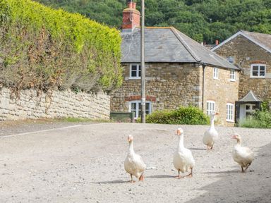 Four white geese walking on a paved road near stone houses and green bushes