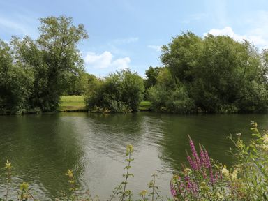 A river with trees along the bank and flowers in the foreground at Thames Reach in Wallingford