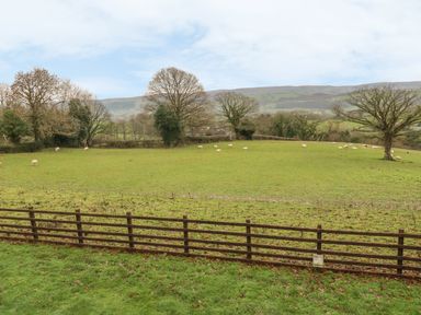 A fenced green field with sheep and leafless trees in the background at Ty Berllan in Caersws