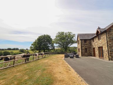 An outdoor area with cows near a house at Ty Berllan in Caersws