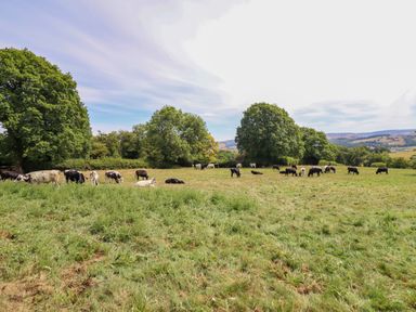 A field with cows grazing at Ty Berllan in Caersws