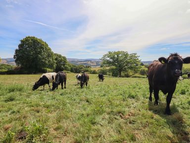 Cows grazing in a field at Ty Berllan in Caersws