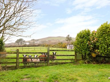 A green field with five sheep behind a wooden fence and a small shed in the distance at Oreos Cottage in St Agnes