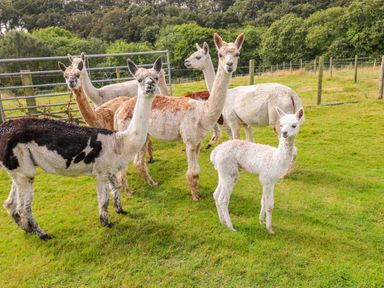 A group of llamas standing on green grass in a fenced field with trees in the background