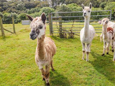A grassy field with three alpacas standing near a metal gate and wooden fence in a rural area