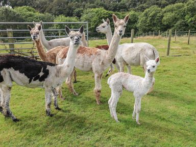 A group of alpacas standing on green grass in a fenced area with trees in the background