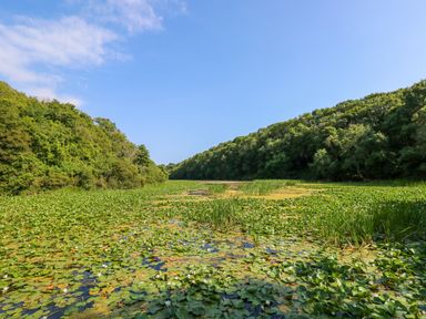 A water body covered with lily pads and surrounded by trees at Shepherds Hut - The Crook in Rosemarket near Neyland