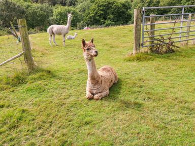 A field with three alpacas near a metal gate and wooden fence at Shepherds Hut - The Crook in Rosemarket near Neyland