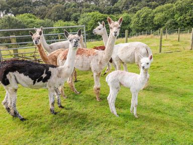 A group of alpacas standing on grass with trees and fences in the background at Shepherds Hut - The Crook in Rosemarket near Neyland