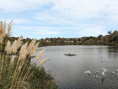 A lake with birds on the water and reeds on the shore with houses and trees in the background at Phenests in Falmouth