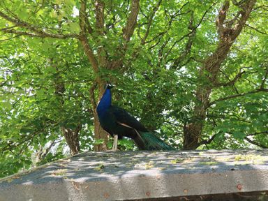 A peacock standing on a roof with trees in the background at Beggars Roost in Penhallow