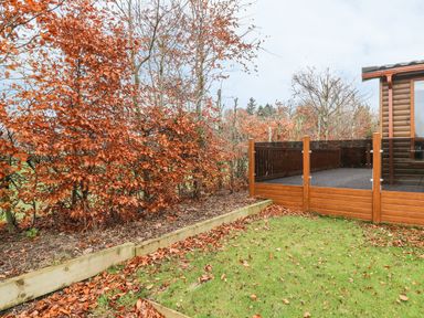 A garden with green grass and fallen leaves near a wooden deck with glass railing at Avonal Lodge 24 in Dunning