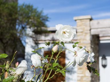 White roses in front of a stone and wood structure with a lantern at Blueberry Cottage in Sutton Poyntz
