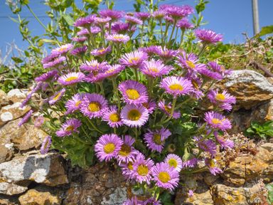 A cluster of purple and yellow flowers growing on a stone wall under a clear blue sky at Cliff Farm No 2 Cottage Burton Bradstock